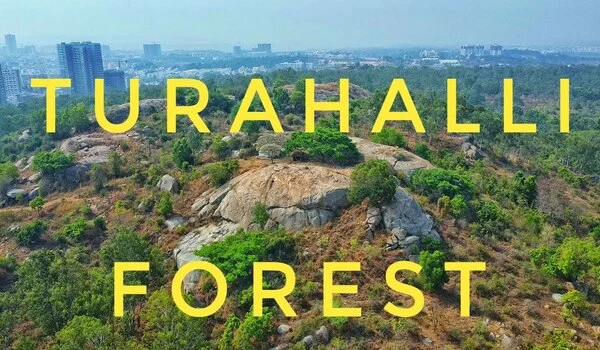 Featured Image of Turahalli Forest